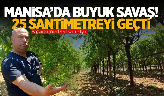 Manisa’da resmen savaş veriliyor! Şimdiden 25 santimetreyi geçti