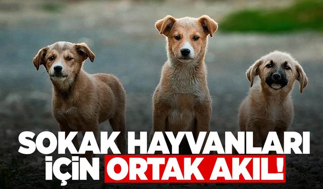 Manisa’da sokak hayvanları için ortak akıl