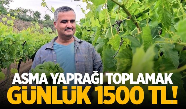 Manisa'da yaprak toplayarak 1.500 TL kazanıyorlar