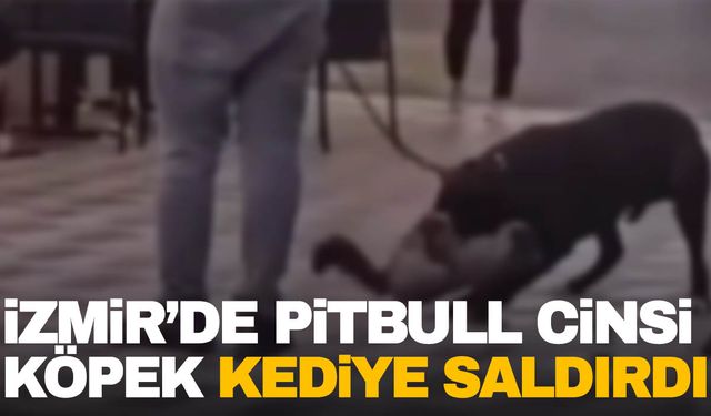 Pitbull köpeği kediye saldırdı, sahibi adliyeye sevk edildi