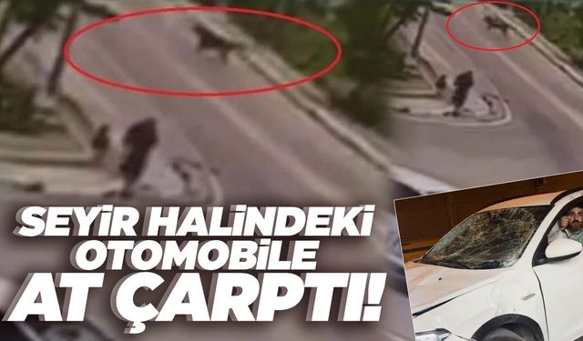 Mahallenin kabusu oldu! Seyir halindeki otomobile at çarptı