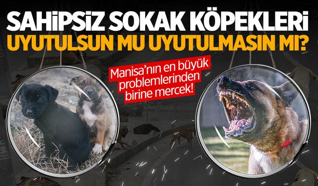 Sokak köpekleri uyutulsun mu uyutulmasın mı?