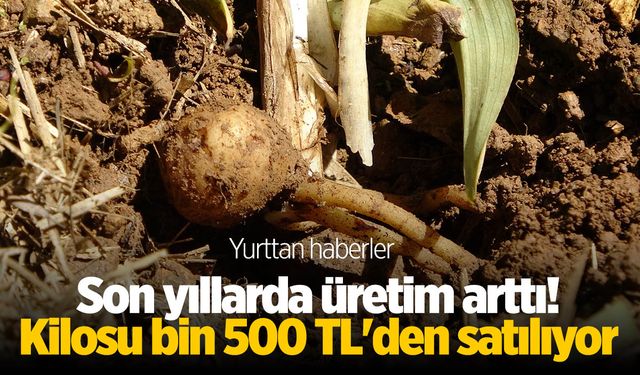 Son yıllarda üretim arttı! Kilosu bin 500 TL'den satılıyor