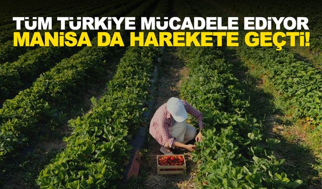 Tarımın bir numaralı düşmanıyla mücadele Manisa’da da sürüyor