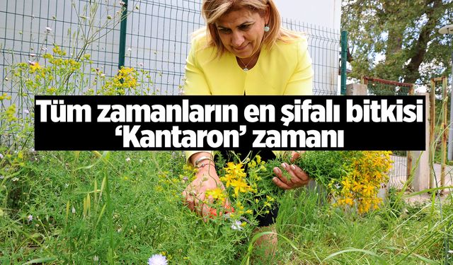 Tüm zamanların en şifalı bitkisi ‘Kantaron’ zamanı