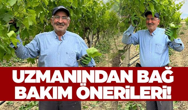 Üzüm bağlarında ürün alınmadan önce neler yapılır? Manisalı uzman anlattı!