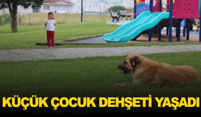 Sakarya’da dehşet anları… 5 yaşındaki çocuk, sokak köpeğinin saldırısına uğradı!