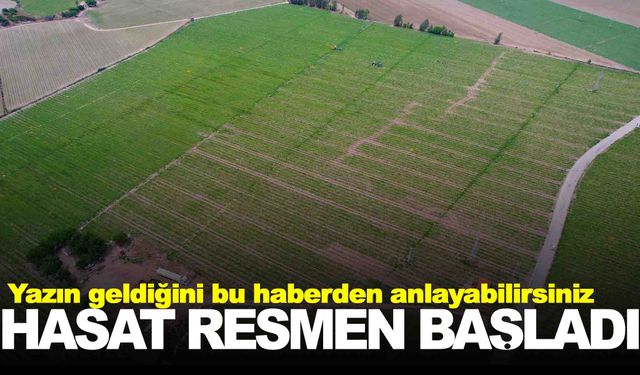 Yazın geldiğini bu haberden anlayabilirsiniz… Hasat başladı