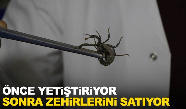 Yetiştirdiği akreplerin zehrini satıyor