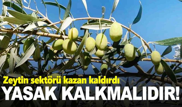 Zeytin sektörü kazan kaldırdı… Yasağın kalkmasını istiyorlar!