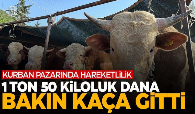 1 ton 50 kiloluk Baron isimli dananın fiyatı dudak uçuklattı!