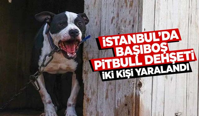 Başıboş pitbull dehşeti! Kaldırımda yürüyen gençlere saldırdı!