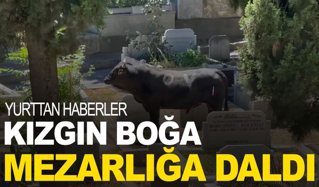 Kızgın boğa mezarlığa daldı! Yaralılar var…