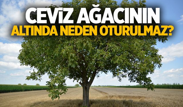 Ceviz Ağacının Altında Neden Oturulmaz?