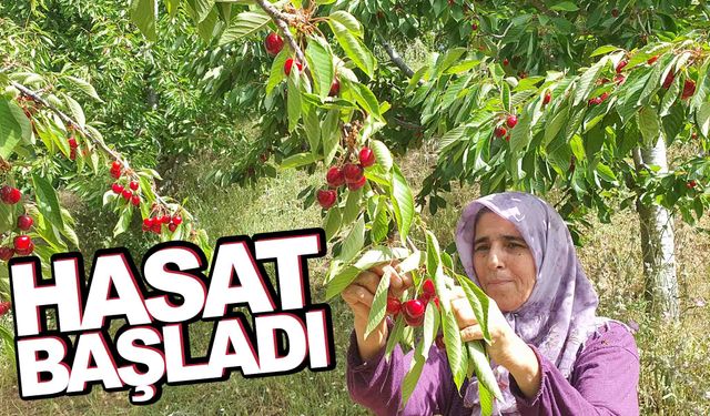 Coğrafi işareti var… Manisa’da hasat başladı