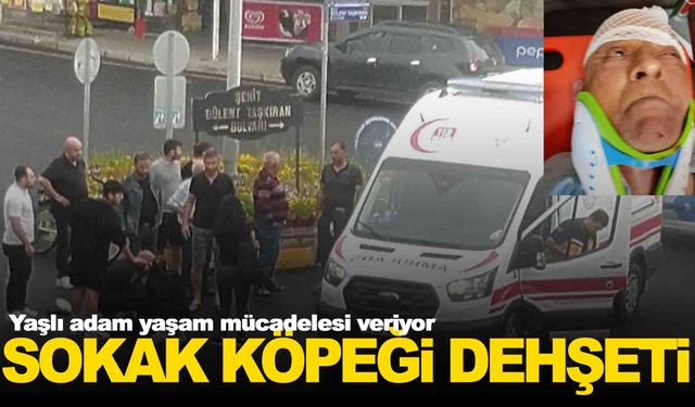 Ege’de sokak köpeği dehşeti… Yaşam mücadelesi veriyor