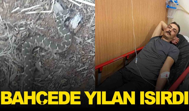 Ege’de yılan dehşeti… Hastanelik oldu!