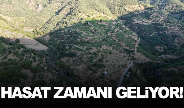 Ege’nin gözbebeği ürünlerinden… Hasat zamanı yaklaşıyor