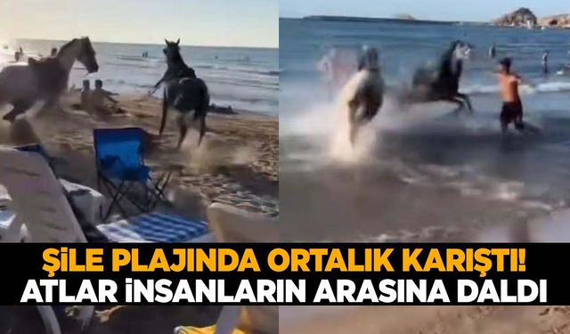 İnsanların arasına daldı! Plaja giren atlar ortalığı birbirine kattı!