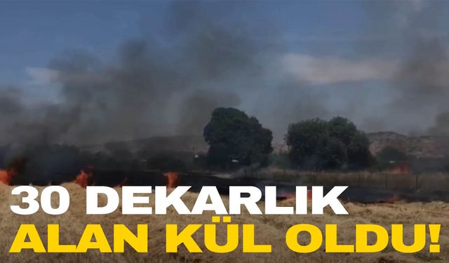 İzmir’de yangın! 30 dekar alan kül oldu