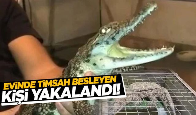 Kazak giydirip tasmayla gezdiriyordu! Evinde timsah besleyen kişi yakalandı!