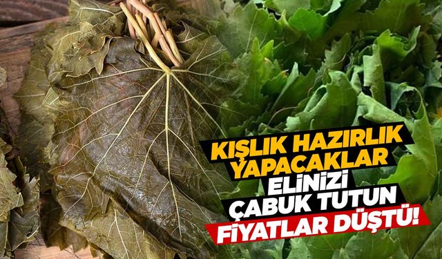 Kışlık hazırlıklar yapacaklar dikkat! Manisa’da hasat başladı… Fiyatlar yarıya kadar düştü!