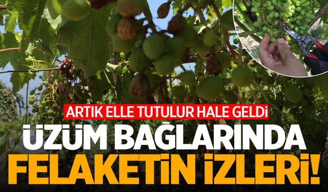 Manisa'da felaketin izleri... Bağları kasıp kavurdu! İşte son görüntü