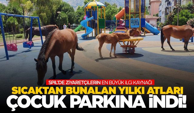 Manisa’da hava sıcaklığı 40 dereceye ulaştı! Yılkı atları şehre indi!