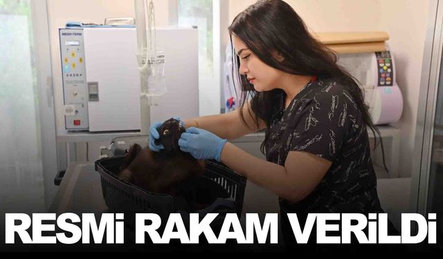 Manisa’da kaç kedi kısırlaştırıldı?