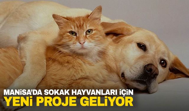 Manisa’da sokak hayvanları için yeni proje geliyor...