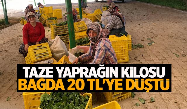 Manisa'da yaprak toplamaya devam! Bağda 20 TL'ye düştü