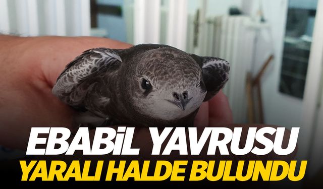 Manisa'da yaralı ebabil yavrusu bulundu