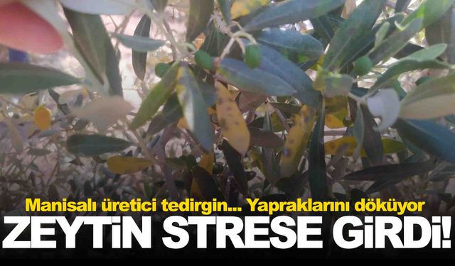 Manisa’da zeytin strese girdi! Konuyu uzmanlar inceliyor