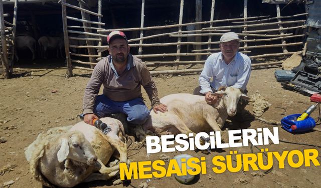 Manisalı besicilerin koyun kırkma mesaisi