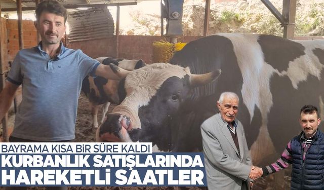 Manisa’nın ilçesinde kurbanlıklar 15 bin TL’den başlayan hisse fiyatlarıyla satılıyor!