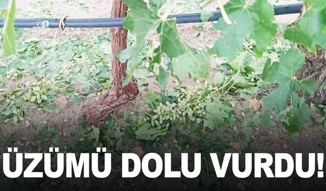 Manisa’nın ilçesini dolu vurdu… Üzüm bağlarında hasar büyük!