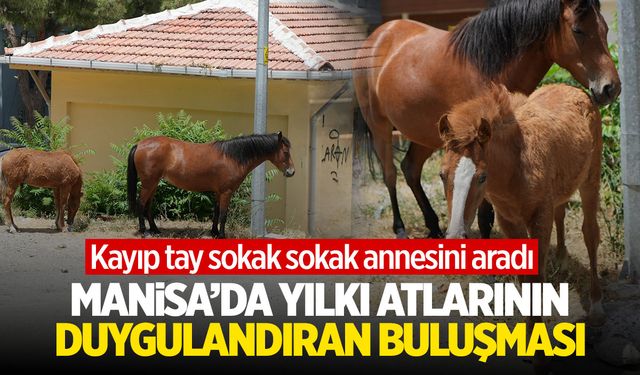 Yılkı atlarının duygulandıran kavuşması! Kayıp tay sokak sokak annesini aradı