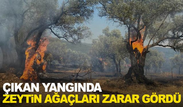 Ödemiş’te yangın çıktı... Zeytin ağaçları büyük zarar gördü