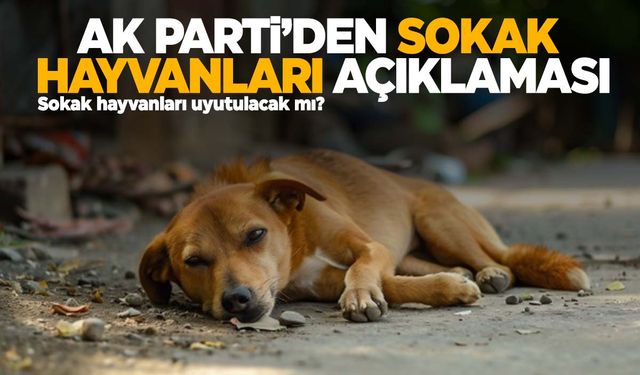 Sokak hayvanları uyutulacak mı? AK Parti’den açıklama!