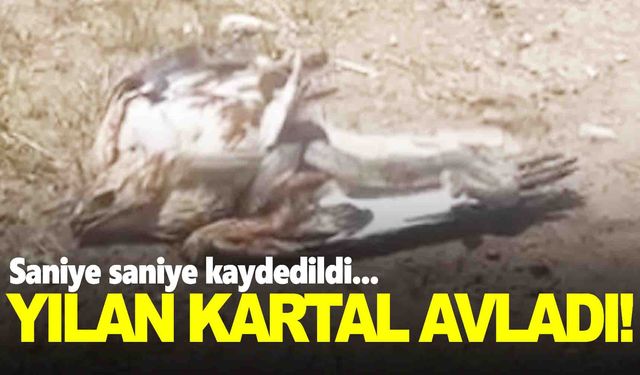 Yılan kartalı böyle avladı…