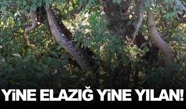 Yine Elazığ yine dev yılan!