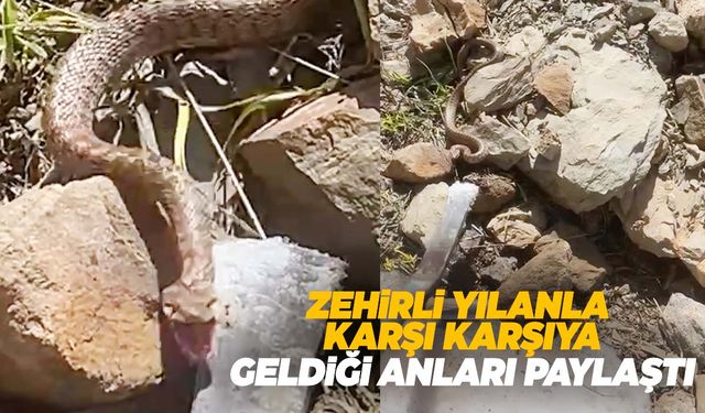 Zehirli yılanla karşı karşıya geldi! O anları kayıt altına aldı!