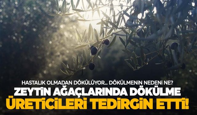 Zeytin üreticileri endişeli! Dökülmenin nedeni ne? Yetkililer açıkladı!