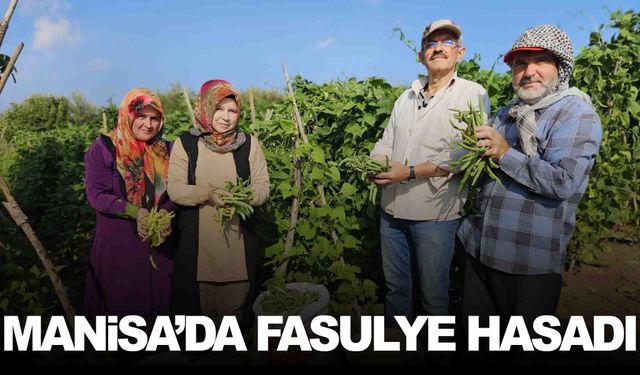 1300 rakımda yetişiyor… Manisa’da fasulye hasadı başladı!