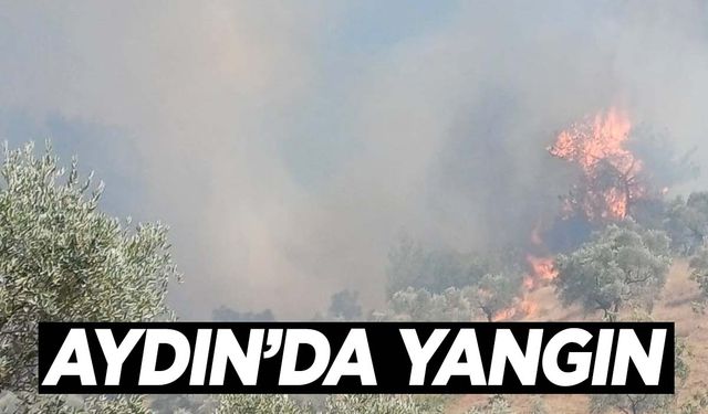 Aydın'da zeytinlik alanda yangın