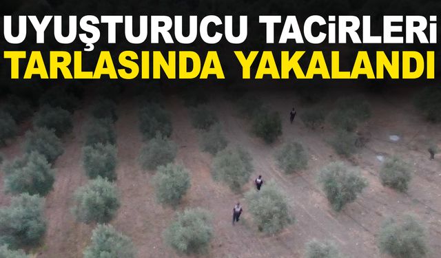 Manisa’da tarlada uyuşturucu operasyonu!