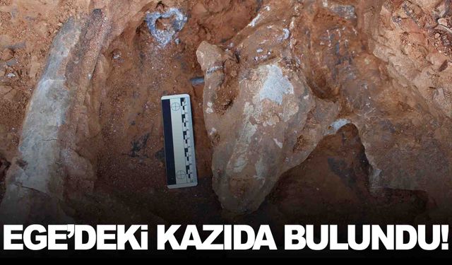 Ege’de bulundu… 9 milyon yıllık olduğu değerlendiriliyor!