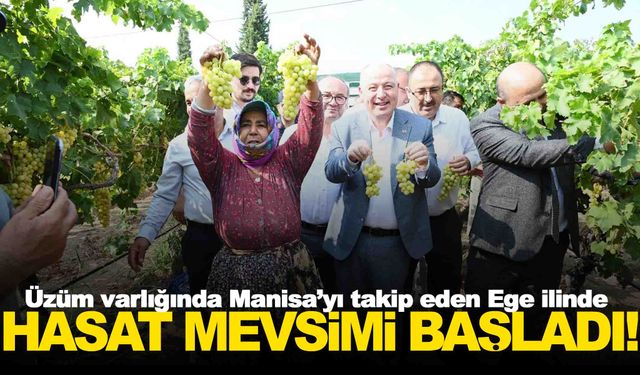 Ege’de üzüm varlığında Manisa’yı takip ediyor… Hasada başladılar!