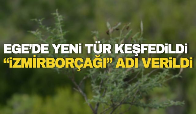 Ege’de yeni bir tür keşfedildi… “İzmirborçağı” litaretüre kazandırıldı