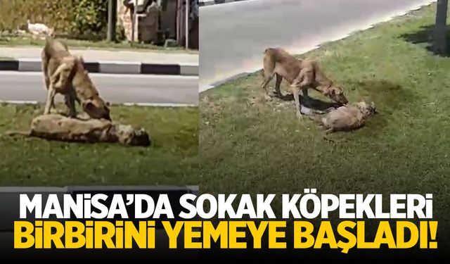 Manisa’da sokak köpekleri birbirlerini yemeye başladı